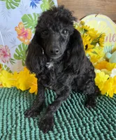 Raven, a male Poodle - Toy  for sale in Gaffney, SC – 3 of 4