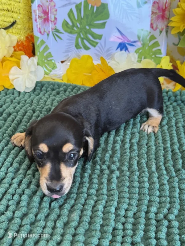 Otis – Miniature Dachshund puppy for sale in Gaffney, SC