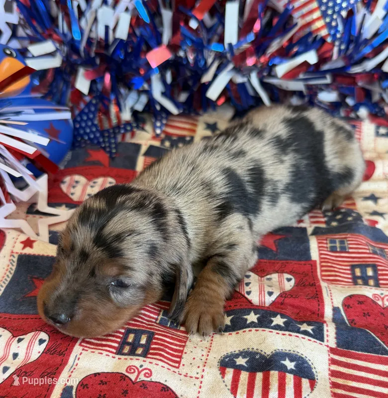 Marble – Miniature Dachshund puppy for sale in Gaffney, SC