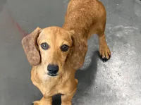 Ellis, a male Dachshund for sale in Gaffney, SC – 3 of 5
