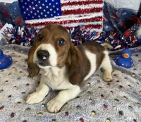 Marco, a male Miniature Dachshund for sale in Gaffney, SC – 3 of 3