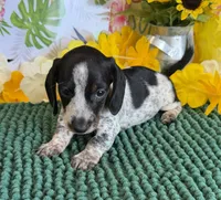Rascal, a male Miniature Dachshund for sale in Gaffney, SC – 3 of 3