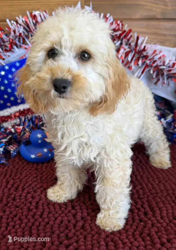 Trixie – Cockapoo puppy for sale in Gaffney, SC