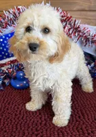 Trixie, a female Cockapoo for sale in Gaffney, SC – 1 of 5
