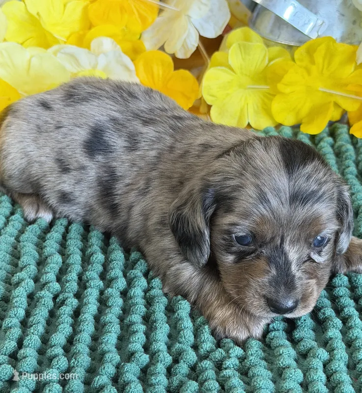 Shabam – Miniature Dachshund puppy for sale in Gaffney, SC