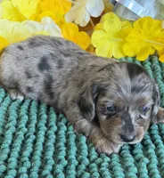 Shabam, a male Miniature Dachshund for sale in Gaffney, SC – 1 of 3