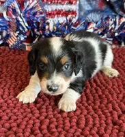 Oscar, a male Miniature Dachshund for sale in Gaffney, SC – 2 of 2