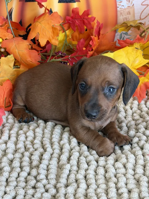 Mason – Miniature Dachshund puppy for sale in Gaffney, SC