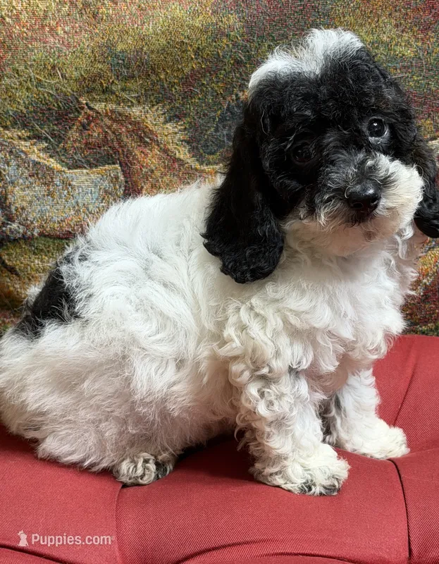 Moses – Cockapoo puppy for sale in Gaffney, SC