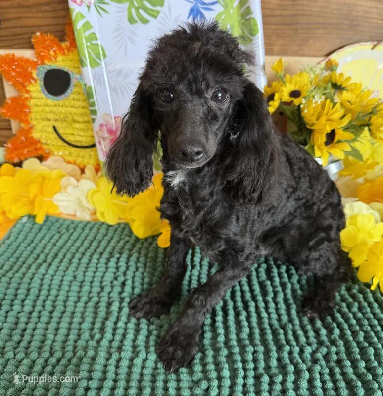 Raven – Poodle - Toy  puppy for sale in Gaffney, SC
