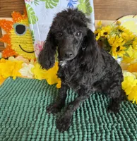Raven, a male Poodle - Toy  for sale in Gaffney, SC – 1 of 4