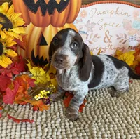 Bessie, a female Miniature Dachshund for sale in Gaffney, SC – 3 of 3