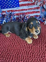 Ken, a male Miniature Dachshund for sale in Gaffney, SC – 2 of 3