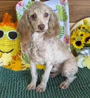 Boo Bear, a male Cockapoo for sale in Gaffney, SC – 3 of 3
