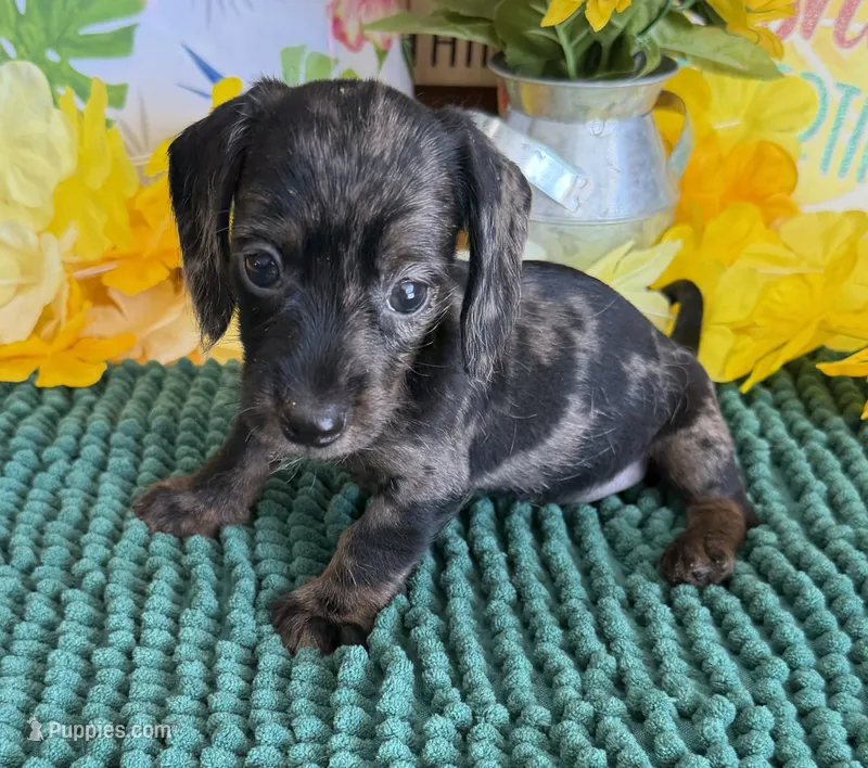 Speckles Wire Girl – Miniature Dachshund puppy for sale in Gaffney, SC