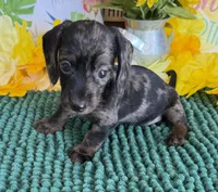 Speckles Wire Girl, a female Miniature Dachshund for sale in Gaffney, SC – 1 of 3