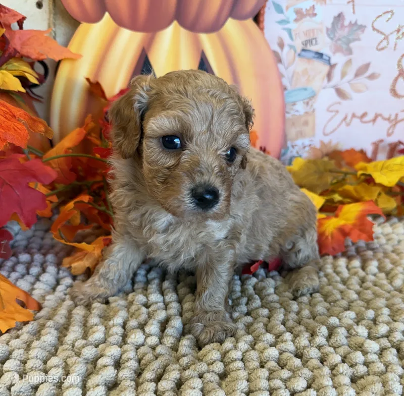 Honey – Cavapoo puppy for sale in Gaffney, SC