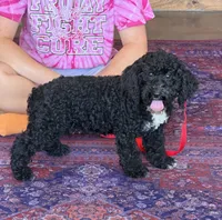 Jade, a female Miniature Labradoodle for sale in Gaffney, SC – 3 of 4