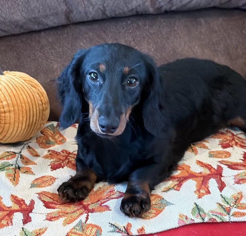 Gabe – Miniature Dachshund puppy for sale in Gaffney, SC
