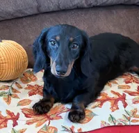 Gabe, a male Miniature Dachshund for sale in Gaffney, SC – 1 of 5