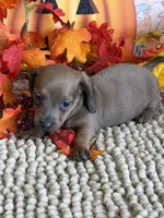 Amarreta, a female Miniature Dachshund for sale in Gaffney, SC – 3 of 3
