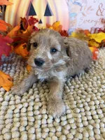 Armani, a male Cavapoo for sale in Gaffney, SC – 1 of 3