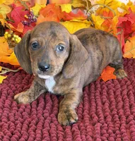 Tiger, a male Miniature Dachshund for sale in Gaffney, SC – 3 of 3
