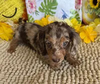 Kit, a female Miniature Dachshund for sale in Gaffney, SC – 3 of 3