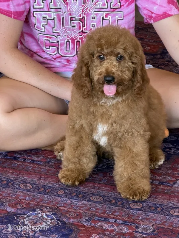 Teddy – Miniature Labradoodle puppy for sale in Gaffney, SC