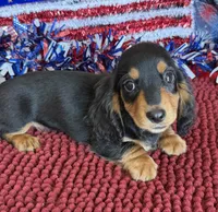 Ken, a male Miniature Dachshund for sale in Gaffney, SC – 3 of 3