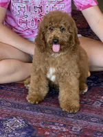 Teddy, a male Miniature Labradoodle for sale in Gaffney, SC – 2 of 4