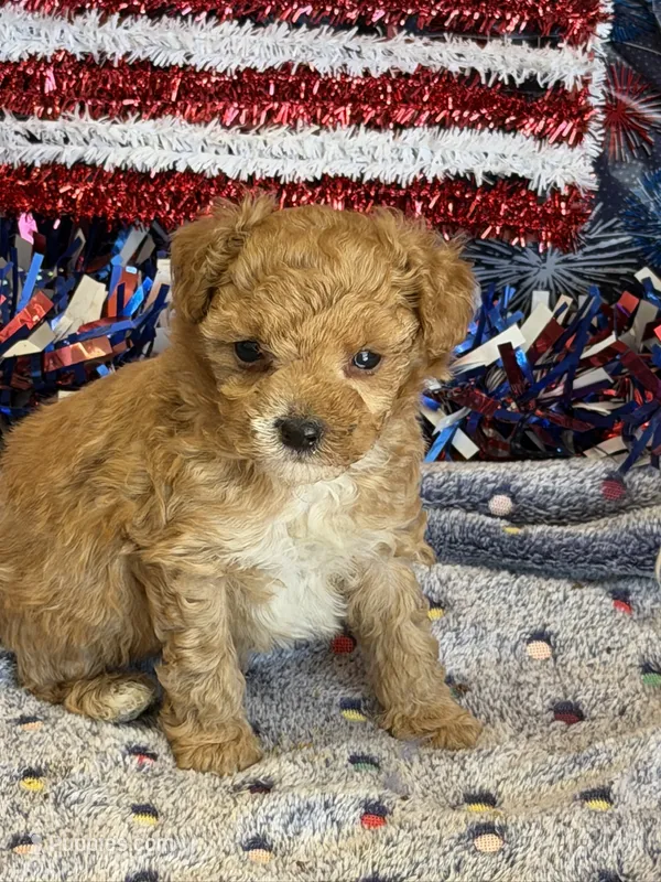 Armani – Maltipoo puppy for sale in Gaffney, SC