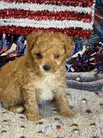Armani, a male Maltipoo for sale in Gaffney, SC – 1 of 3