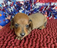 Reba, a female Miniature Dachshund for sale in Gaffney, SC – 2 of 3