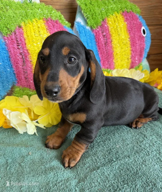 Gordon – Dachshund puppy for sale in Gaffney, SC