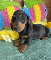 Gordon, a male Dachshund for sale in Gaffney, SC – 1 of 3