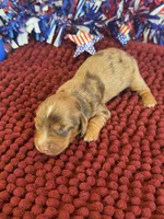 Cameo, a female Miniature Dachshund for sale in Gaffney, SC – 2 of 4