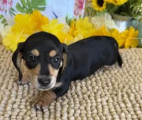 Otis, a male Miniature Dachshund for sale in Gaffney, SC – 2 of 3