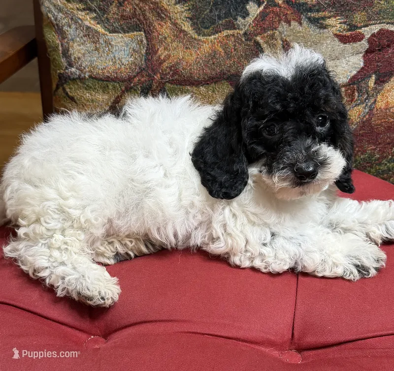 Moses – Cockapoo puppy for sale in Gaffney, SC