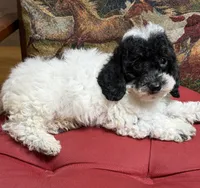 Moses, a male Cockapoo for sale in Gaffney, SC – 2 of 8