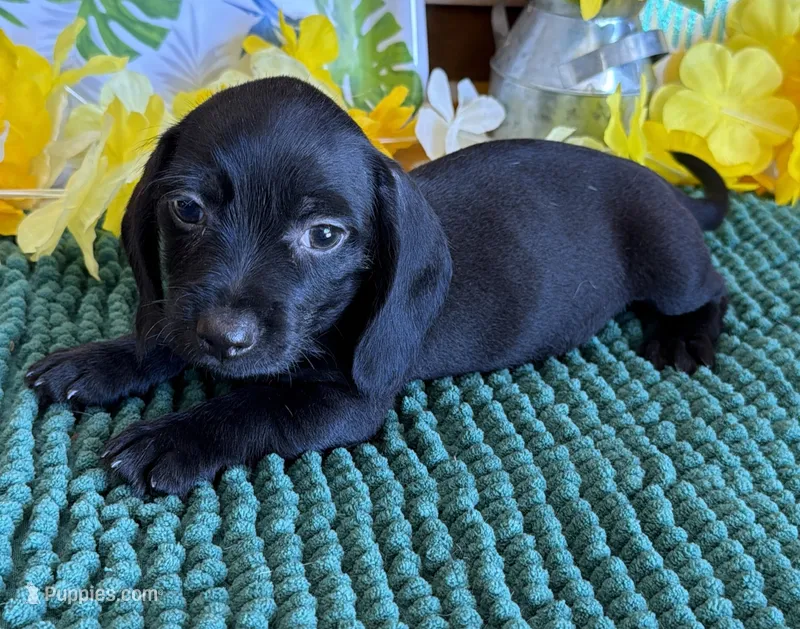 Solid Black Wire Boy – Miniature Dachshund puppy for sale in Gaffney, SC