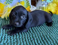 Solid Black Wire Boy, a male Miniature Dachshund for sale in Gaffney, SC – 1 of 3
