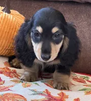 Justin, a male Miniature Dachshund for sale in Gaffney, SC – 6 of 7