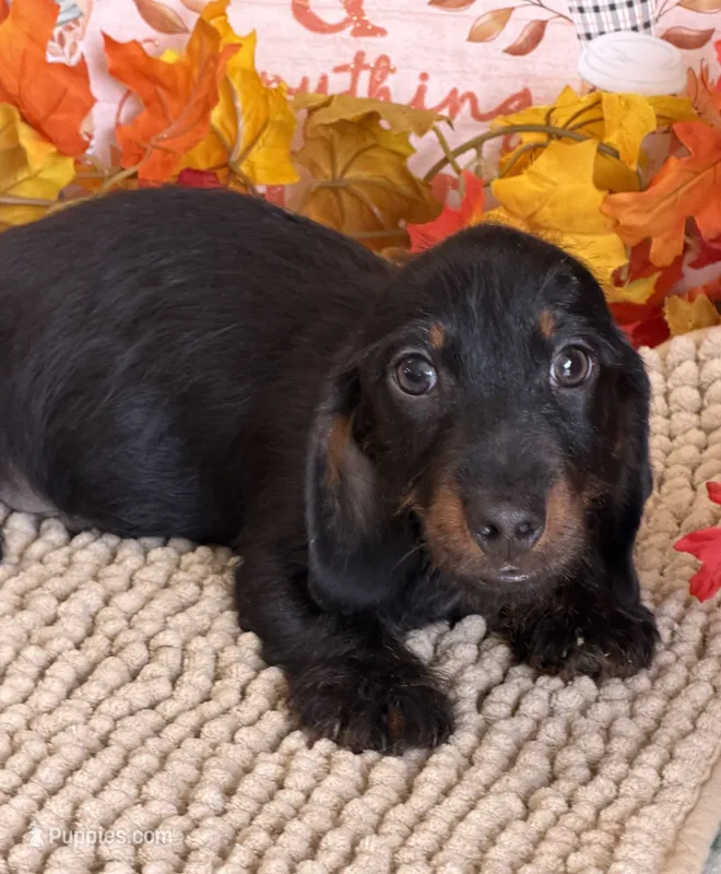 Rhett Wire – Dachshund puppy for sale in Gaffney, SC