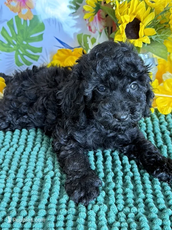 Scout – Cockapoo puppy for sale in Gaffney, SC