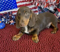 Archie, a male Dachshund for sale in Gaffney, SC – 4 of 4