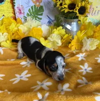 Tigger, a male Miniature Dachshund for sale in Gaffney, SC – 2 of 4