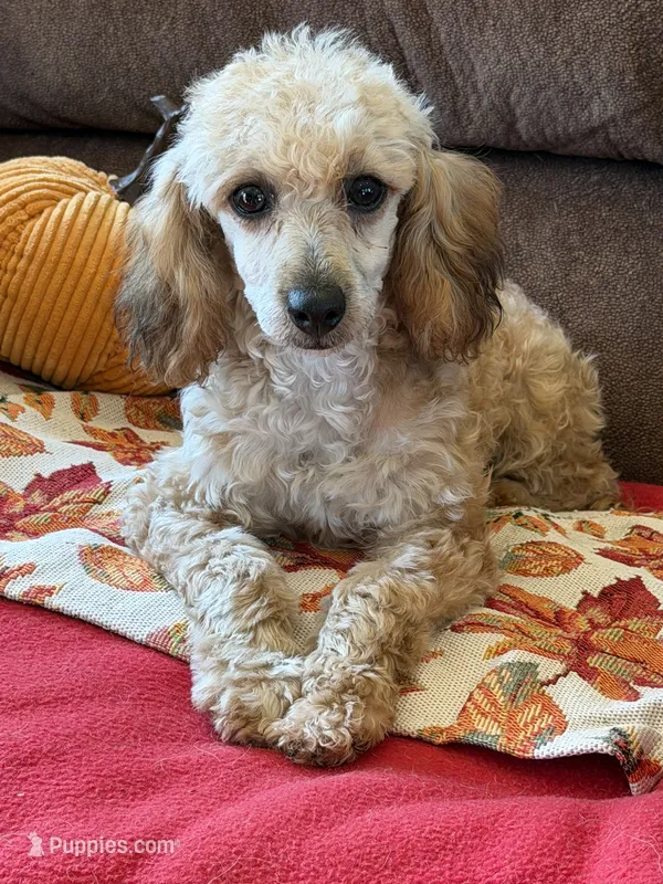 Trudy – Poodle - Toy  puppy for sale in Gaffney, SC