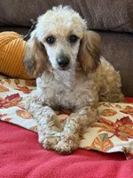 Trudy, a female Poodle - Toy  for sale in Gaffney, SC – 1 of 5