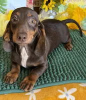 Benson, a male Miniature Dachshund for sale in Gaffney, SC – 2 of 3